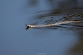 teich0923 (3)